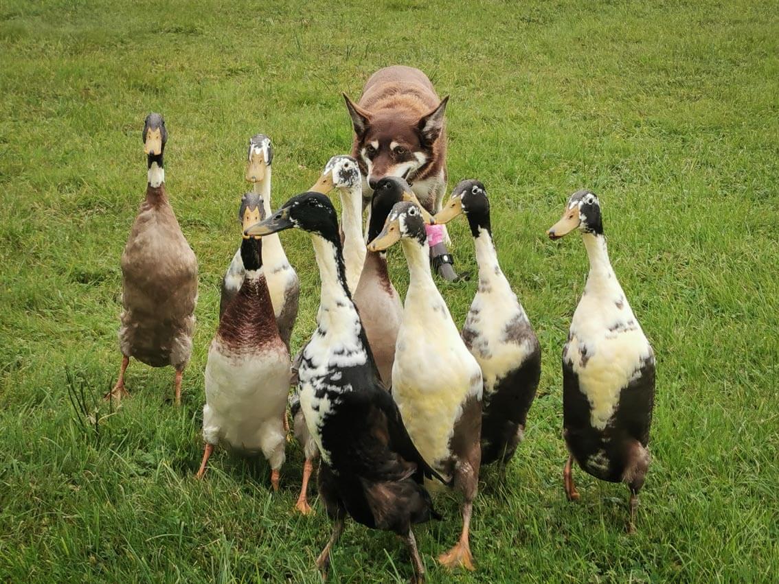 Ein Hütehund treibt acht bunte Enten über eine grüne Wiese vor sich her.